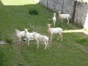 2015-05-21 16-44-57 Chateau de Breteuil-Les daims blancs FGn